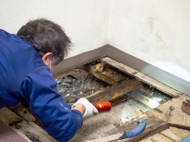 Best Kitchen Mold Remediation in Fifth Street, TX