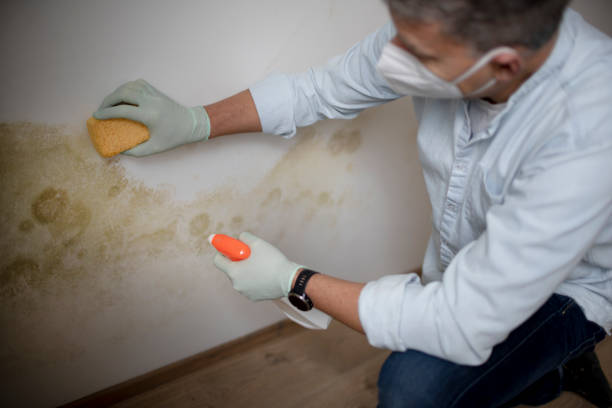 Best Post-Flood Mold Remediation in Fifth Street, TX