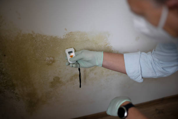 Best Bathroom Mold Remediation in Fifth Street, TX