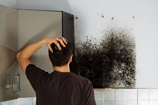 Best White Mold Remediation in Fifth Street, TX